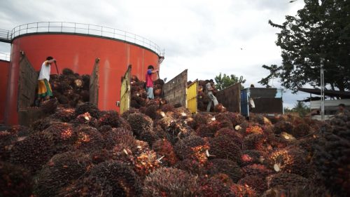 팜유: 강제노역, 아동노동으로 이익 창출하는 글로벌 기업