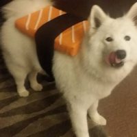 국제앰네스티 <짐승이라는 오명, 사회의 만연한 동물학대> 발표해