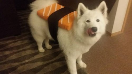 국제앰네스티 <짐승이라는 오명, 사회의 만연한 동물학대> 발표해